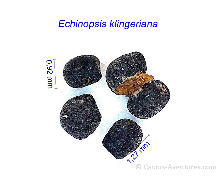 Echinopsis klingeriana 2